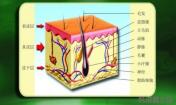 祛痘常識之皮膚基本結(jié)構(gòu)
